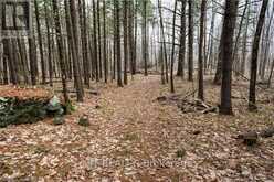 OLD SULPHIDE ROAD | Tyendinaga Ontario | Slide Image Nineteen