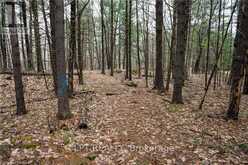 OLD SULPHIDE ROAD | Tyendinaga Ontario | Slide Image Eight