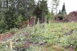 ### SWEETS LANE | Greater Madawaska Ontario | Slide Image Nineteen