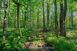 LOT 20 CONCESSION 4 ROAD | Alfred and Plantagenet Ontario | Slide Image Six