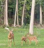 466 STEWARTVILLE ROAD W | Lanark Highlands Ontario | Slide Image Forty-five