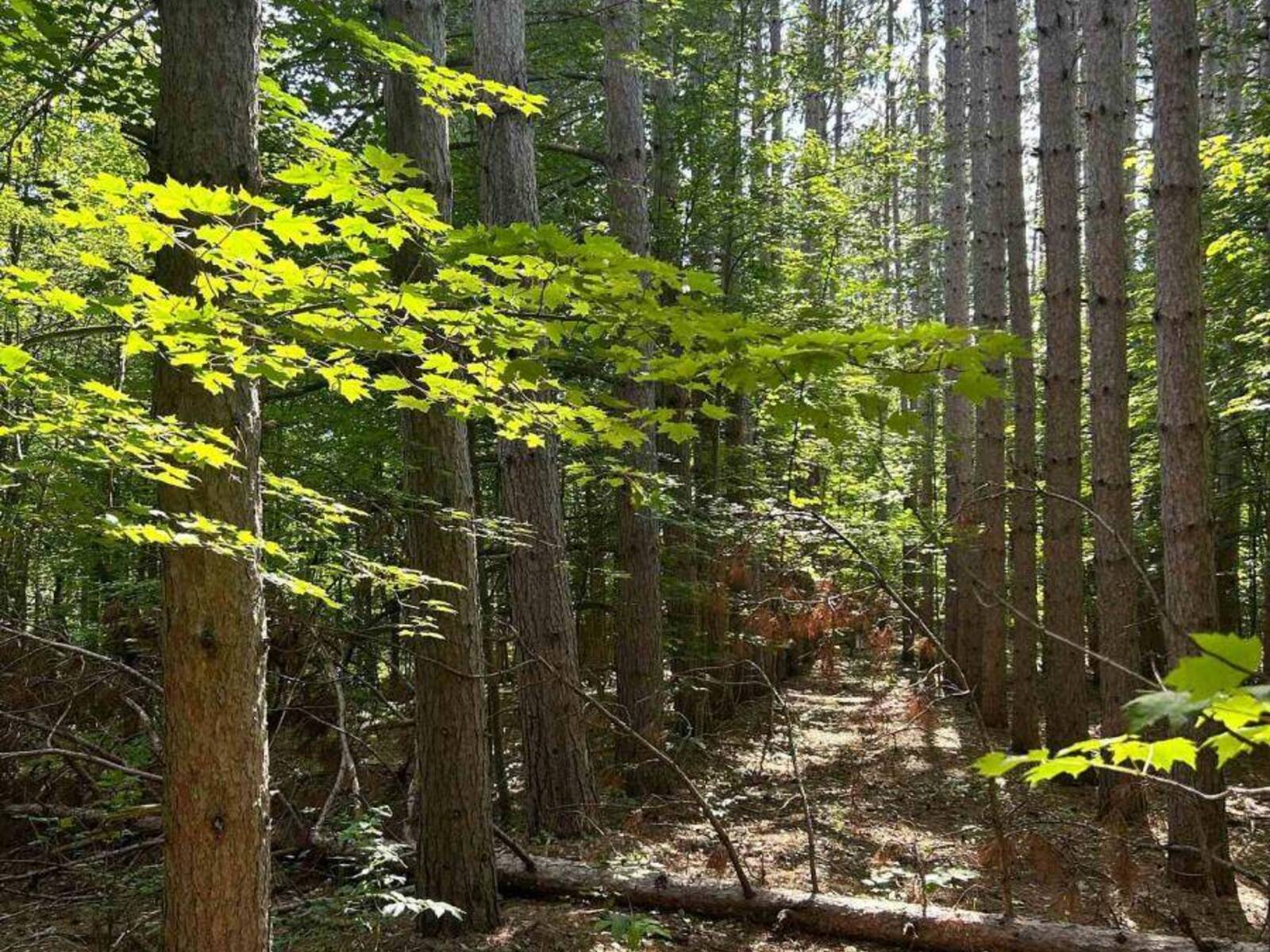LOT 8 POND ROAD, Tay Valley, Ontario K0H 2B0