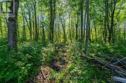 LOT 20 CONCESSION 4 ROAD | Alfred and Plantagenet Ontario | Slide Image Five