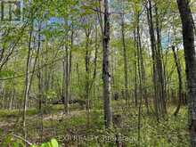 LOT 4 SANDY SHORES TRAIL | Madawaska Valley Ontario | Slide Image Five