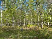 LOT 4 SANDY SHORES TRAIL | Madawaska Valley Ontario | Slide Image Eight