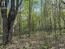 LOT 7 CASSON TRAIL | Madawaska Valley Ontario | Slide Image Three