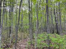 LOT 9 CASSON TRAIL | Madawaska Valley Ontario | Slide Image Four