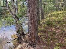 LOT 37 SANDY SHORES TRAIL | Madawaska Valley Ontario | Slide Image Seven