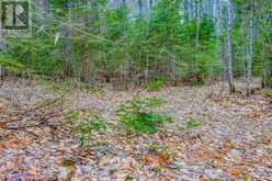 0 LOWER CRAIGMONT ROAD | Madawaska Valley Ontario | Slide Image Nine
