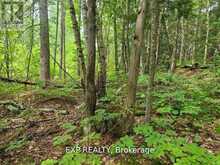 20 PEPLINSKIE HOMESTEAD ROAD | Madawaska Valley Ontario | Slide Image Eleven