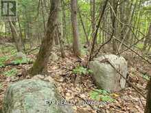 20 PEPLINSKIE HOMESTEAD ROAD | Madawaska Valley Ontario | Slide Image Six