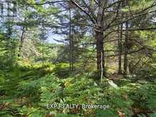 PT LT 8 OLD BARRY'S BAY ROAD | Madawaska Valley Ontario | Slide Image Thirteen