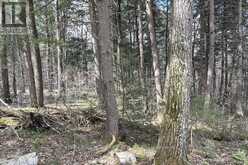 27681 HIGHWAY 60 HIGHWAY | South Algonquin Ontario | Slide Image Ten