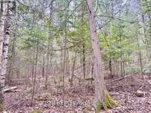 B LOT ARBOR VITAE ROAD | Madawaska Valley Ontario | Slide Image Nineteen