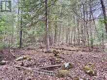 B LOT ARBOR VITAE ROAD | Madawaska Valley Ontario | Slide Image Twenty-one