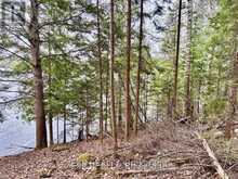 B LOT ARBOR VITAE ROAD | Madawaska Valley Ontario | Slide Image Twenty-two