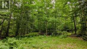 0 PEPLINSKIE ROAD | Madawaska Valley Ontario | Slide Image Sixteen