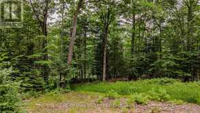 0 PEPLINSKIE ROAD | Madawaska Valley Ontario | Slide Image Eighteen