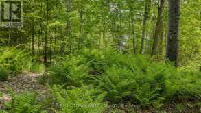 0 LAKESHORE DRIVE | Madawaska Valley Ontario | Slide Image Thirty-nine