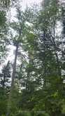 00 SIPOLINS ROAD | Greater Madawaska Ontario | Slide Image Forty-nine