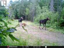 LOT 16 GRAND DESERT ROAD | Bonfield Ontario | Slide Image Sixteen