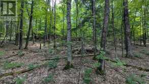 66 MCCAULEY ROAD | Rosseau Ontario | Slide Image Seven