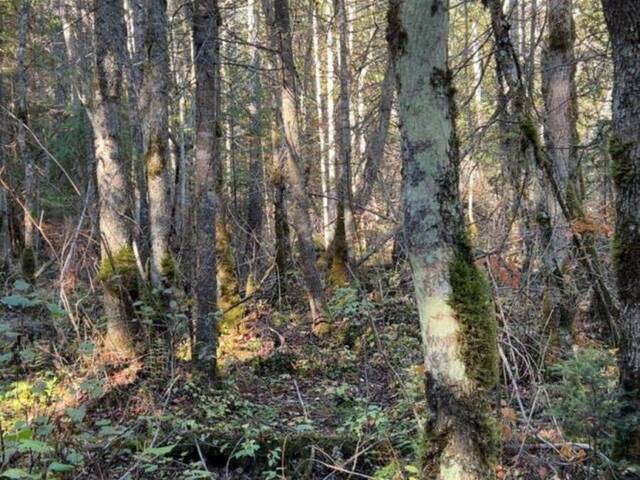 CON 1 LOT 4 Bancroft Ontario, K0L 2S0 - Waterfront Land For Sale