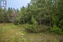 LOT 256 MCGUIRE BEACH ROAD | Kawartha Lakes Ontario | Slide Image Seven