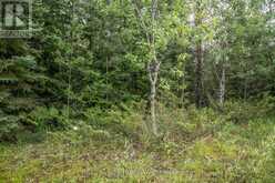 LOT 256 MCGUIRE BEACH ROAD | Kawartha Lakes Ontario | Slide Image Eight