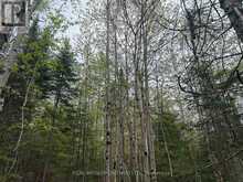 0 BEAR CAVE ROAD | Rosseau Ontario | Slide Image Eight