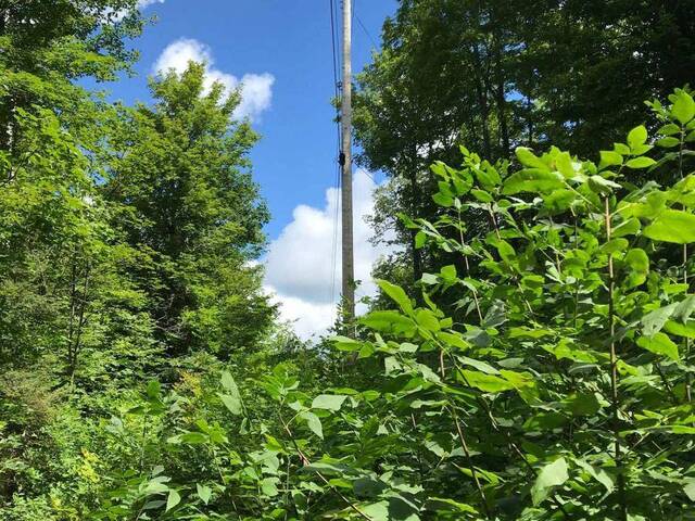 000 BLANCHARDS ROAD Kawartha Lakes Ontario, K0M 2B0 - Vacant Land For Sale