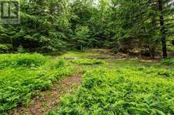 0 CROWN ISLAND ISLAND | Huntsville Ontario | Slide Image Thirty-two