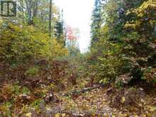 PT LOT 8 MACDUFF ROAD | Highlands East Ontario | Slide Image Five
