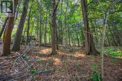 LOT 13 4 WHEEL DRIVE | Gravenhurst Ontario | Slide Image Twelve