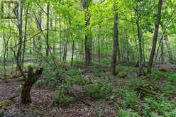 529648 OSPREY-THE BLUE MOUNTAINS TOWNLINE | Nottawa Ontario | Slide Image Thirty-three