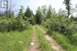 LT25 RAMBLEWOOD TRAIL | Kawartha Lakes Ontario | Slide Image Ten