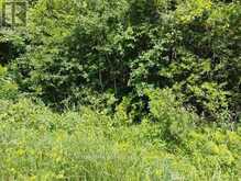 LOT 78 SOUTH MOUNTAIN ROAD | Kawartha Lakes Ontario | Slide Image Nine