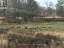 1854 5 SIDE ROAD | Ramara Ontario | Slide Image Six