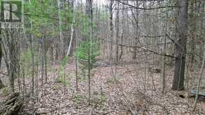 2493 HOUSEY'S RAPIDS ROAD | Kawartha Lakes Ontario | Slide Image Ten