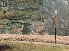 17270 HIGHWAY 50 ROAD | Caledon Ontario | Slide Image Forty