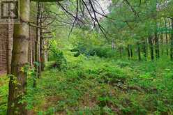 LOT 29 PRINCE OF WALES ROAD W | Mulmur Ontario | Slide Image Nineteen