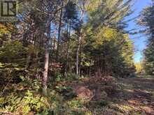 63 BUNNY TRAIL | McDougall Ontario | Slide Image Eleven