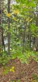 1280B AUSTRIS ROAD | North Frontenac Ontario | Slide Image Thirty-four
