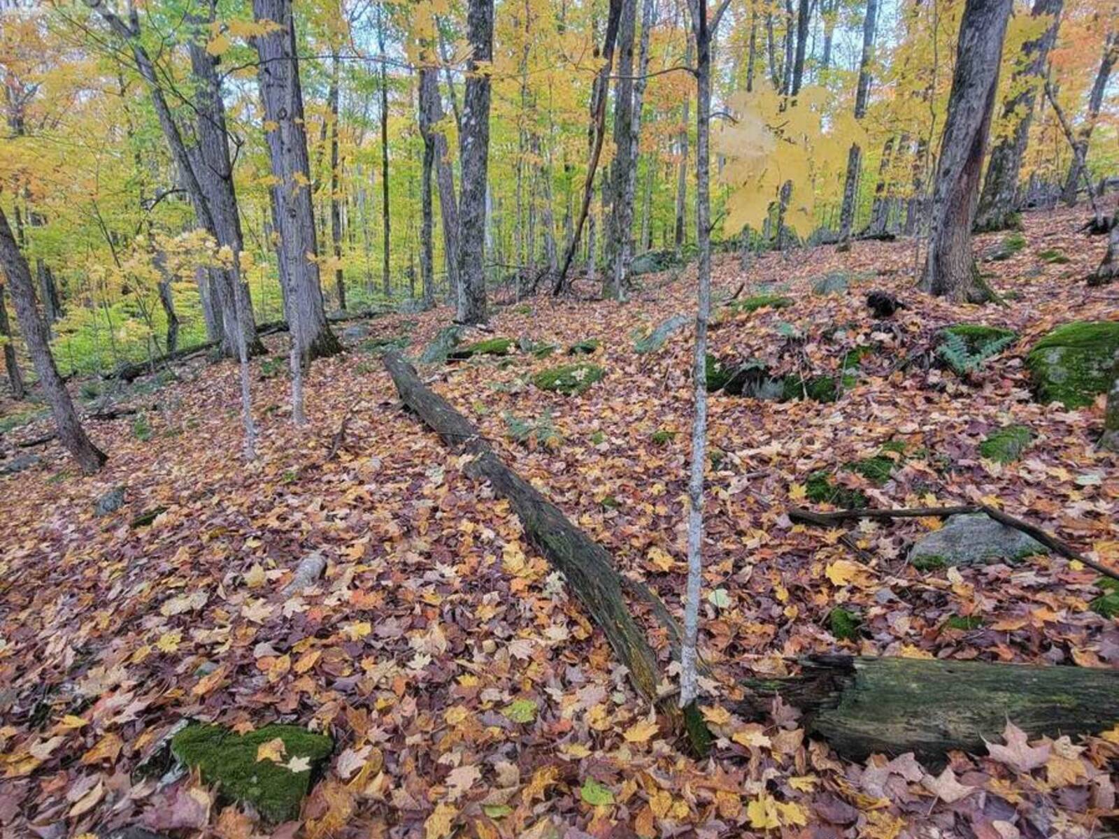 255 WESTPOINT SANDS ROAD, Huntsville, Ontario P1H 2J3