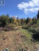PCL 21518A NELLES | Rainy River Ontario | Slide Image Eight