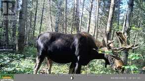 PCL 3898 BRISTOL TOWNSHIP MINING CLAIM P. 8531 | Timmins Ontario | Slide Image Eight
