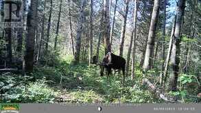 PCL 3898 BRISTOL TOWNSHIP MINING CLAIM P. 8531 | Timmins Ontario | Slide Image Nine