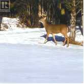 1907 COUNTY RD 46 | Havelock-Belmont-Methuen Ontario | Slide Image Thirty-three