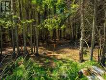 590 COUNTY RD 40 | Asphodel-Norwood Ontario | Slide Image Six