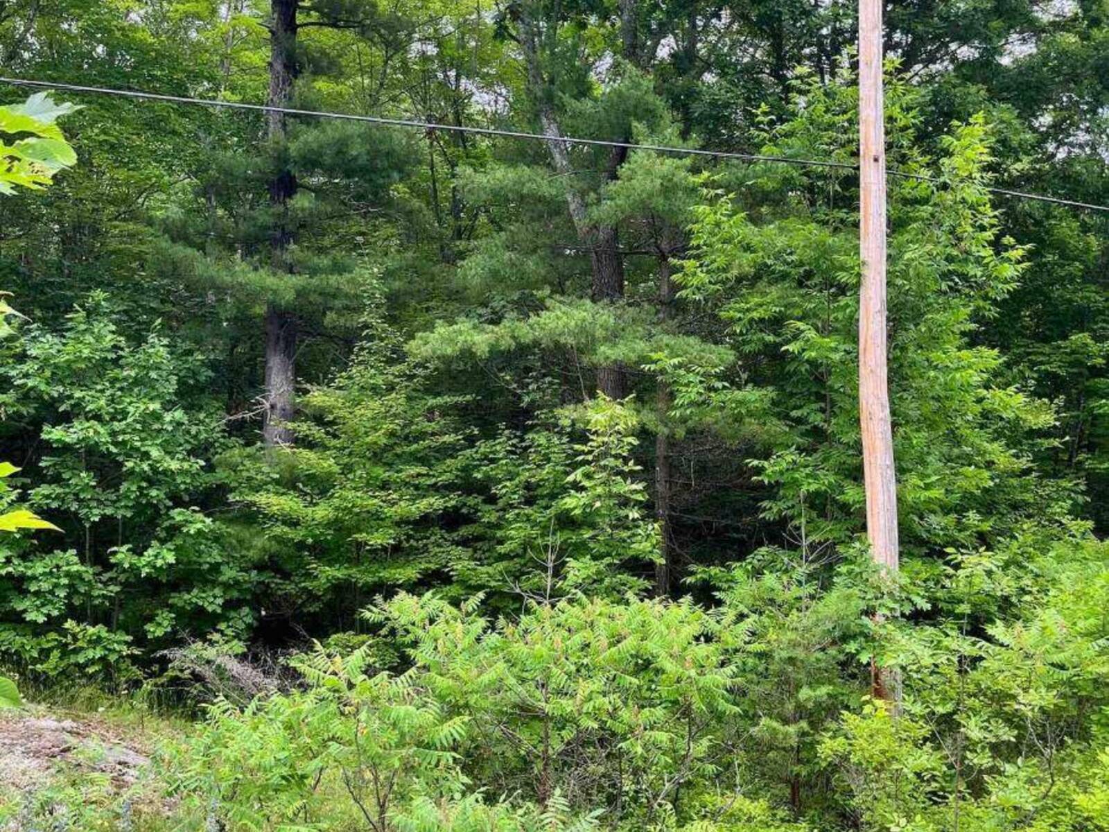 0 (PIN - 40264-0091) POTTER SETTLEMENT ROAD, Tweed, Ontario K0K 3J0